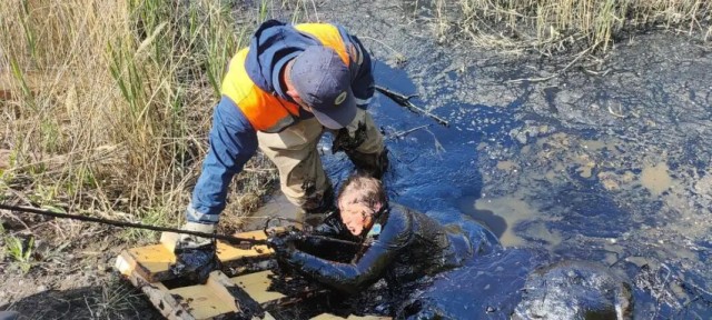 Женщина едва не погибла в болоте битума, спасая козу