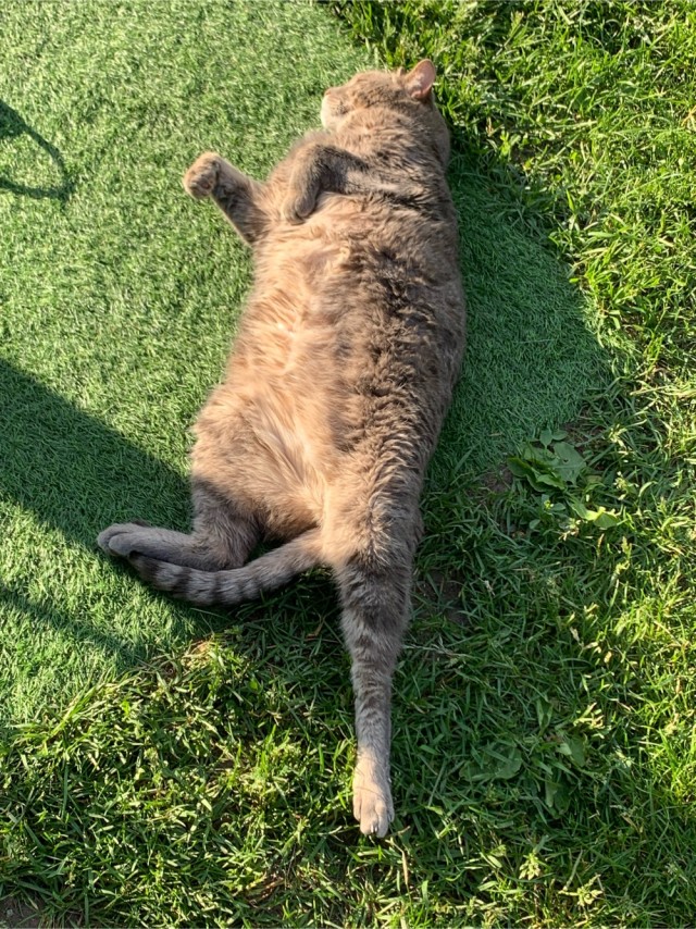 Начинаем котофторник?