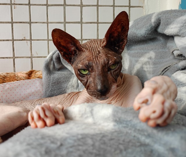 Ненужный кот