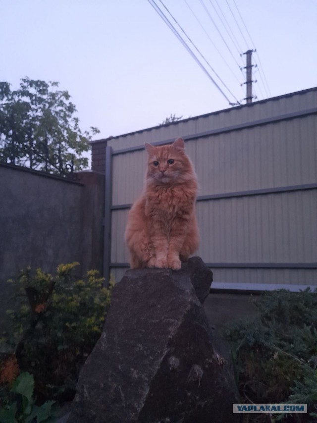 Котовторник Рыжих