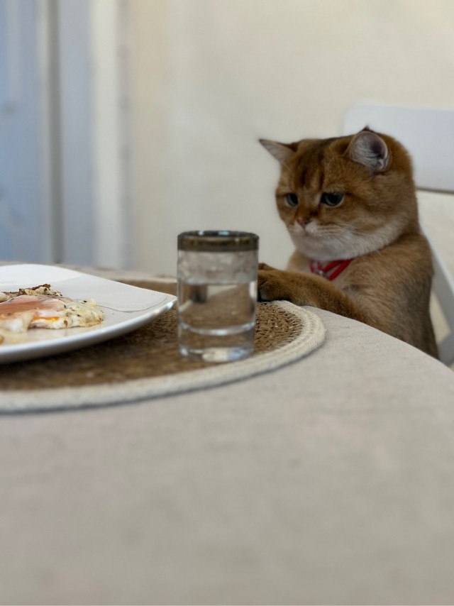 Кот и его сын