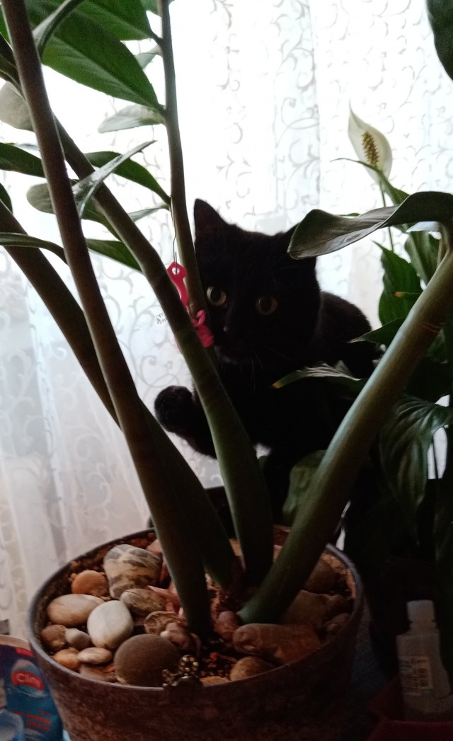 Жизнь домашнего приюта "Котоленд" 410
