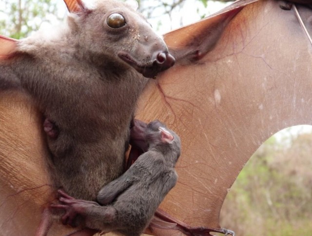 Этот зверь превратил свою морду в рупор для безумных воплей