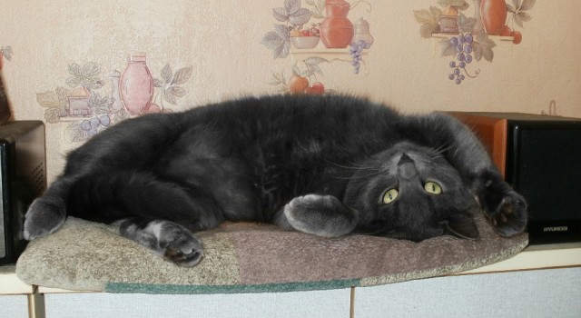 Котовторник 21.05.2013