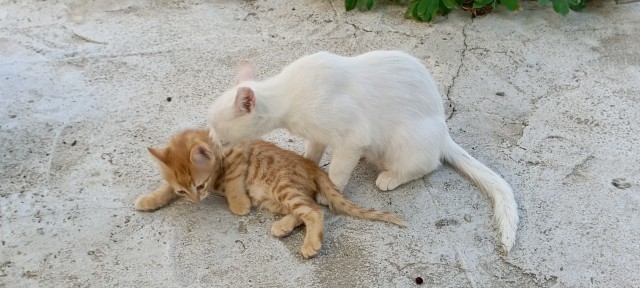 Южных котиков вам на радость