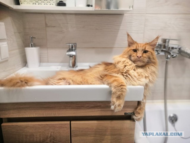 Мэйн-кун!  Котовторнику посвещается!