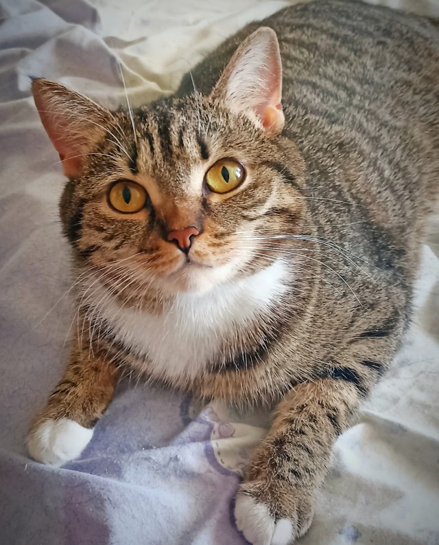 Совпало с котовторником.