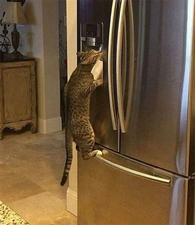 Коты, которые смирились со своей участью