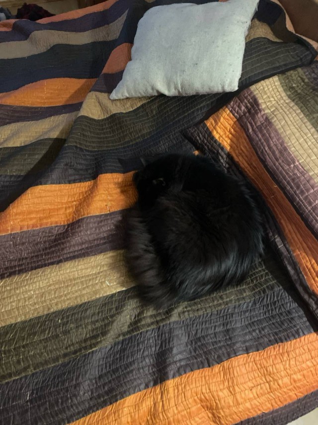 Спящий кот