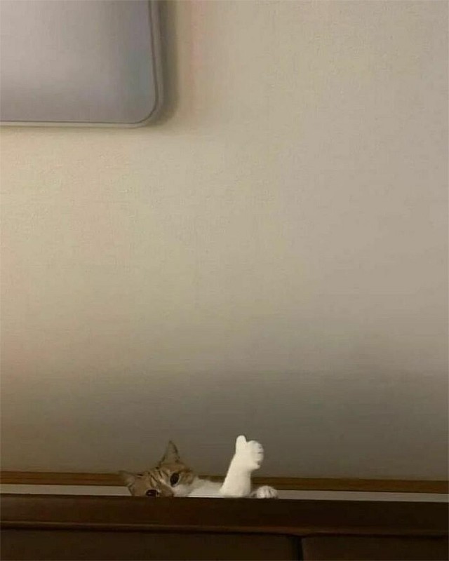 Смешные коты, которые бы победили на конкурсе абсурдных фотографий