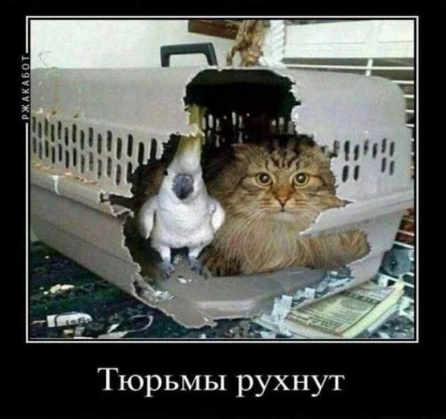 К котовторнику: подборка картинок-баянов с котиками и про котиков. Выпуск 12