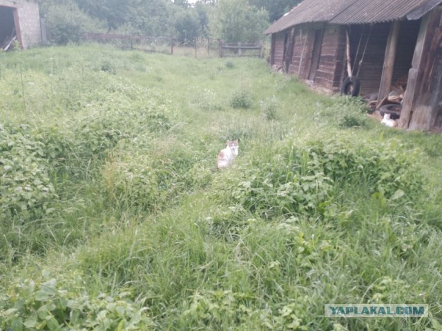 Жизнь домашнего приюта для котеек 551