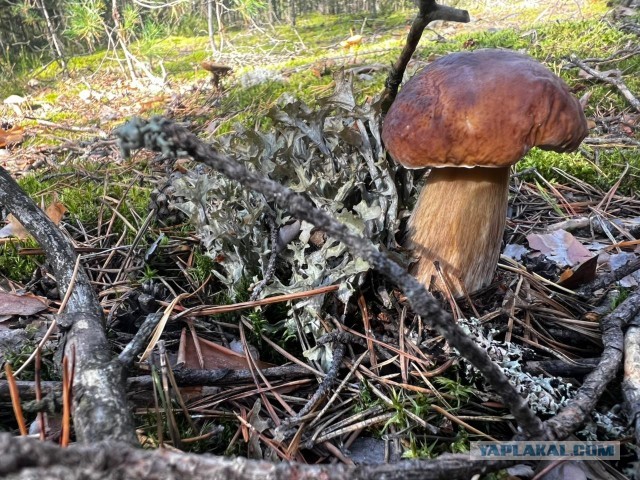 Воскресная прогулка в лес
