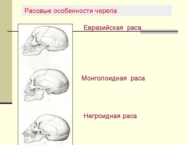 Еноты начали одомашниваться