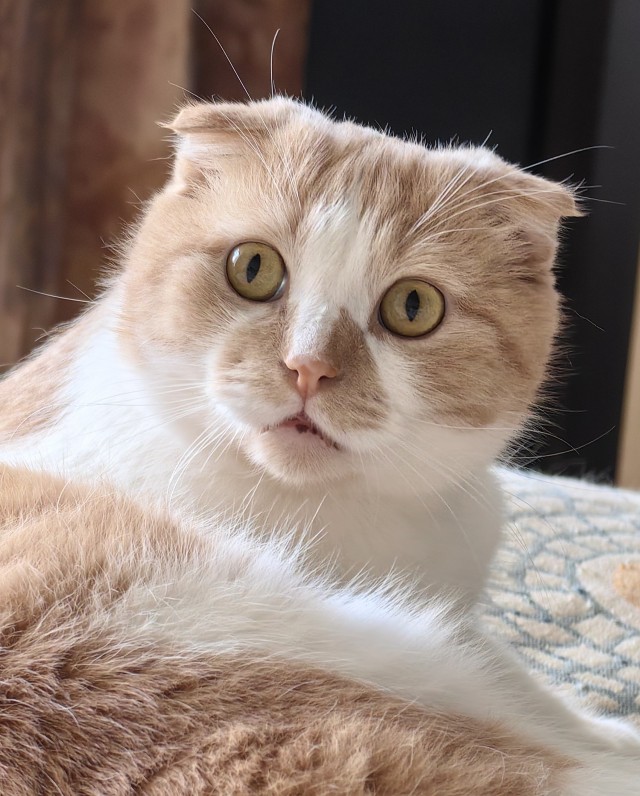 К котовторнику