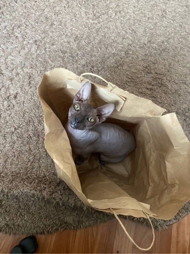 В защиту кошек породы Сфинкс канадский...