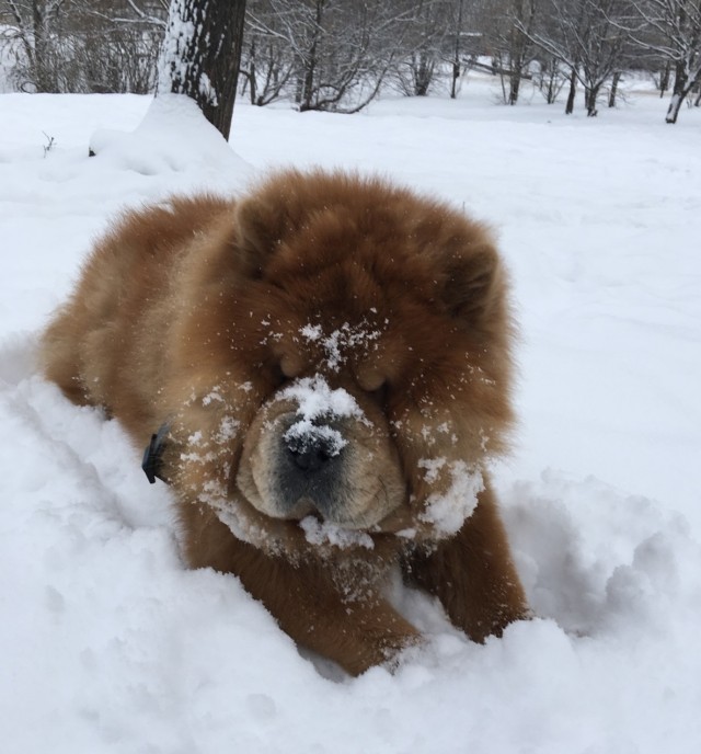 Мамин помощник