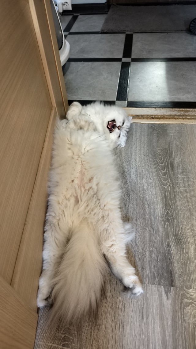 Котовторник. Маруселла.