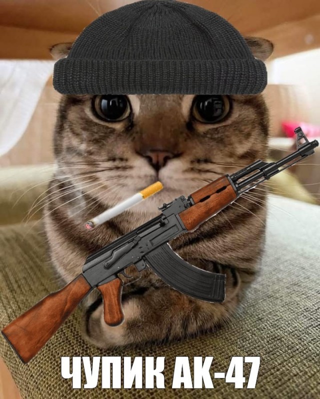В одном из столичных магазинов живет боевая кошка Ларка, которая держит в страхе всех собак