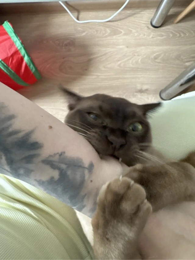 Котовторник
