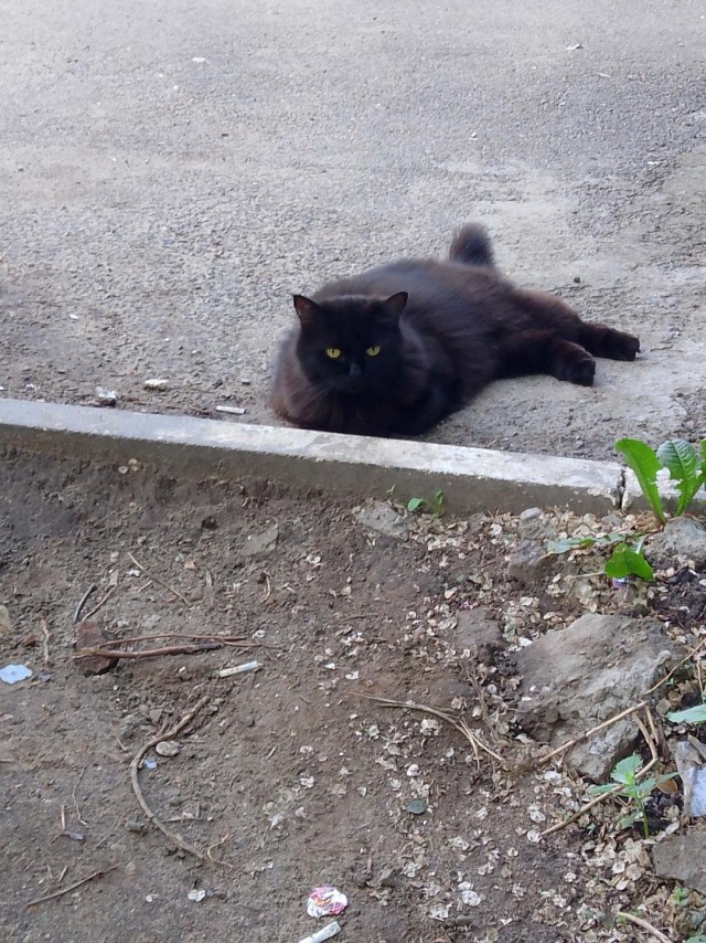 Котовторнег.
