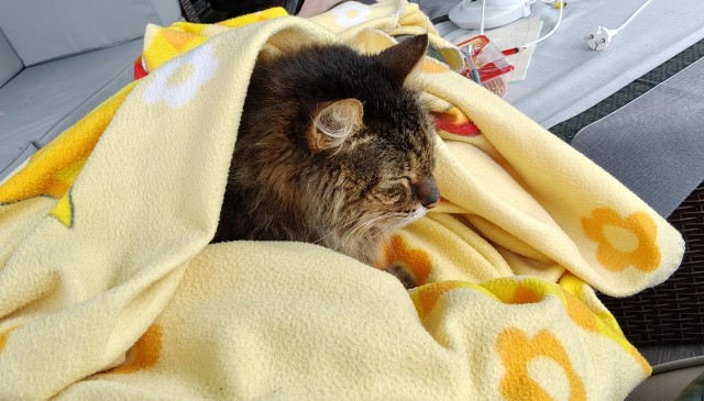Кошка Яна 19 лет