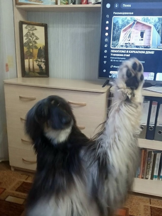 С днём собак!