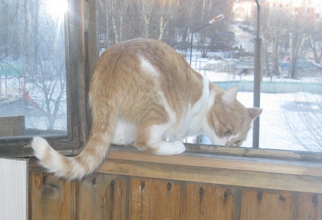 Котовторник  25.03.2014