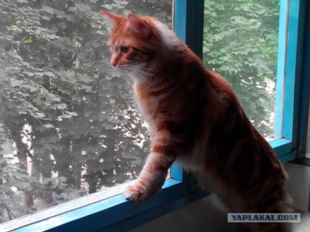 Котовторник 17.06.2014