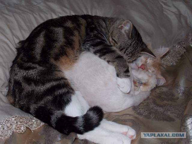 Котовторник 12.08.2014
