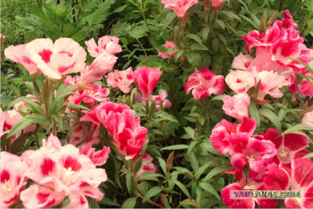 А что у Вас сейчас?