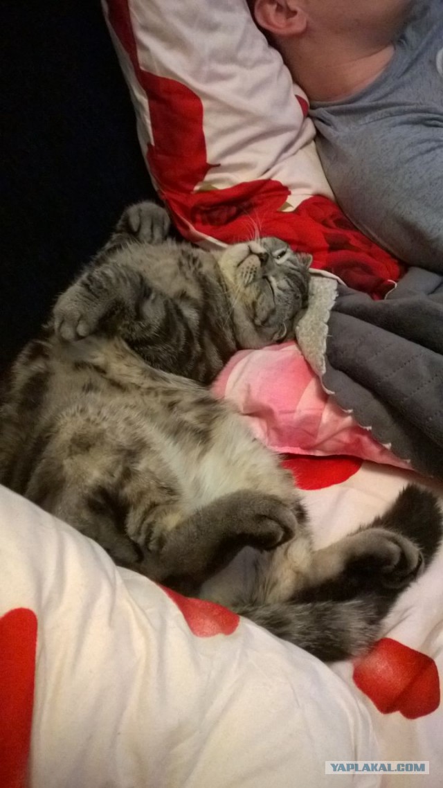 Котовторник