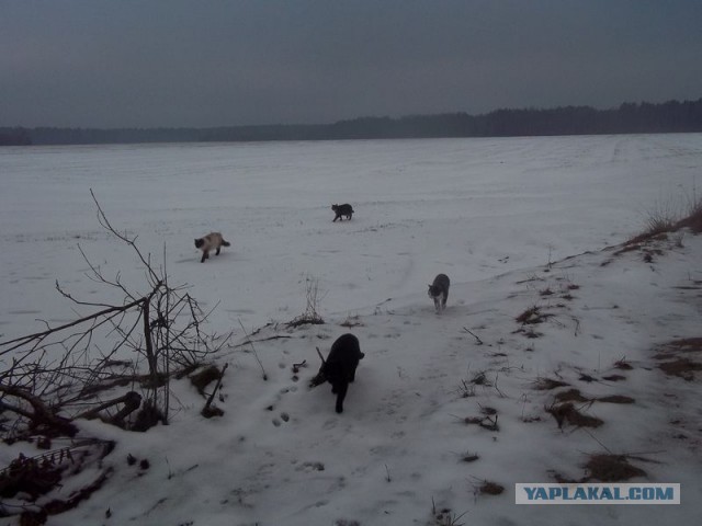 Жизнь домашнего приюта для котеек 49