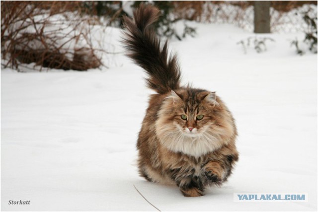 Кот. Просто кот