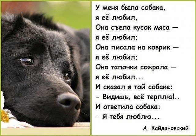 История о верном псе и одной старой фотографии