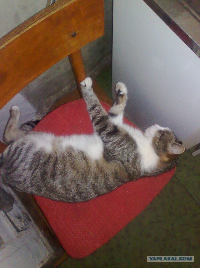 Котовторник 16.02.16