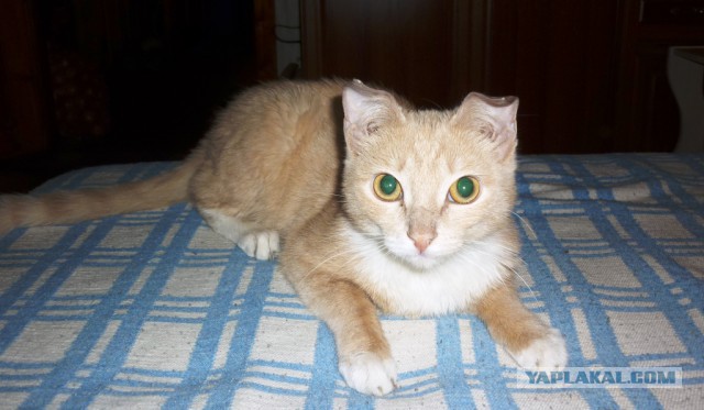 Котовторник 23.02.2016