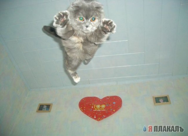Коты, кошки, котята