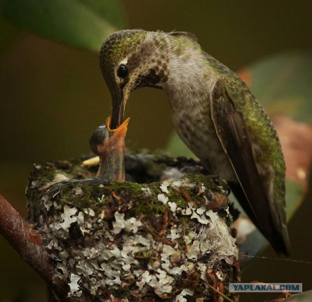 Скоро во всех гнёздах страны!... и не только