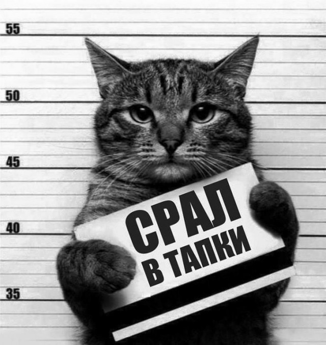 Мой хозяин идиот