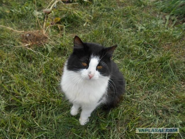 Жизнь домашнего приюта для котеек 131