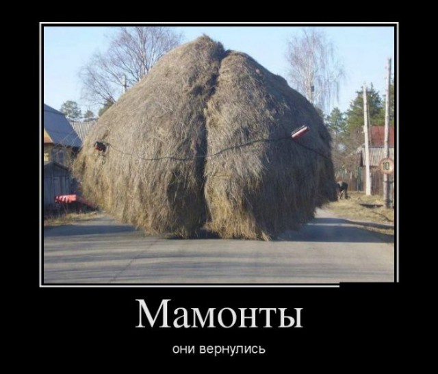 Прикольные картинки