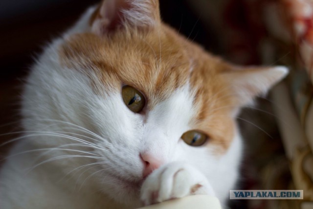 Котовторник  31.01.2017