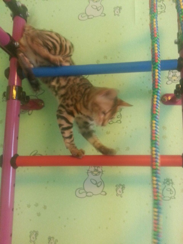 Котовторник 07.02.2017