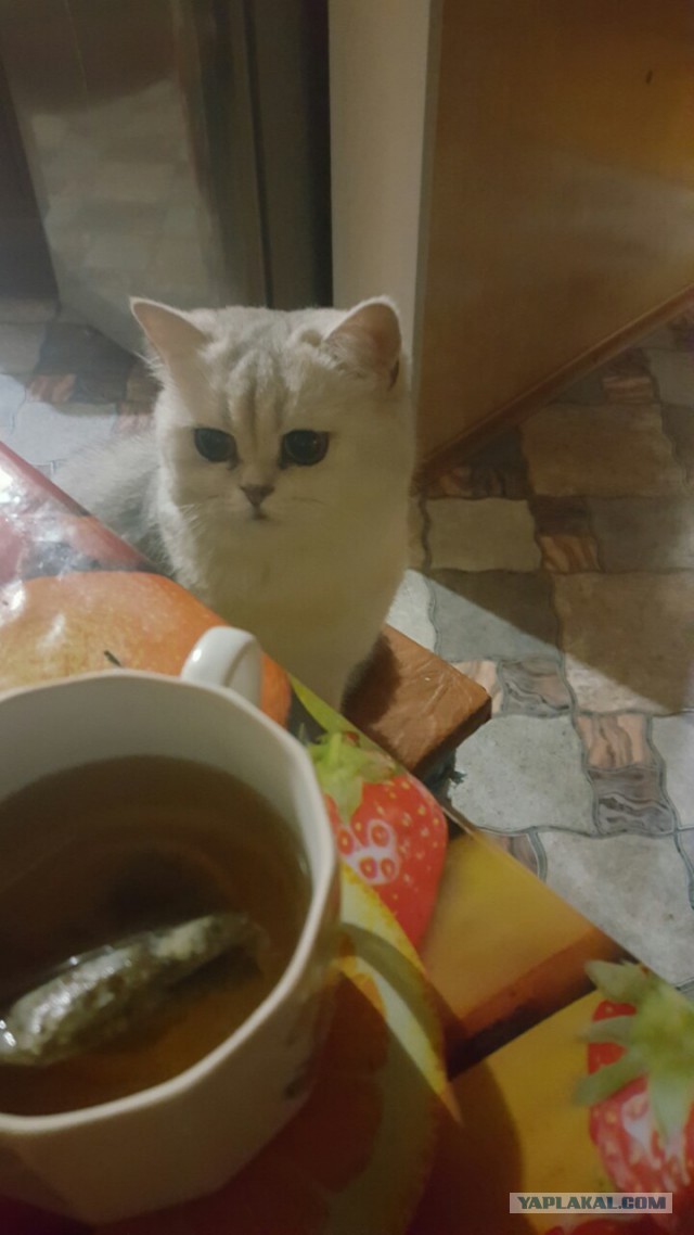 Котовторник 07.03.2017