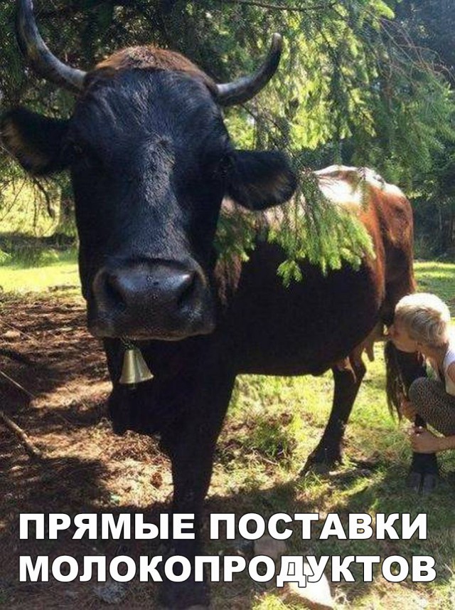 Подборка безудержного веселья