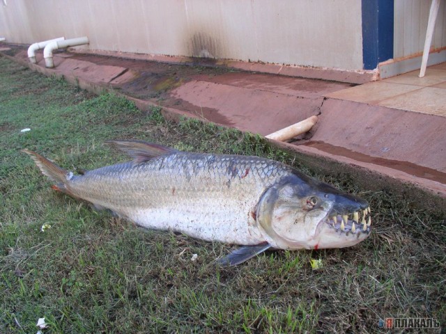 Не плавайте в Реке Конго!