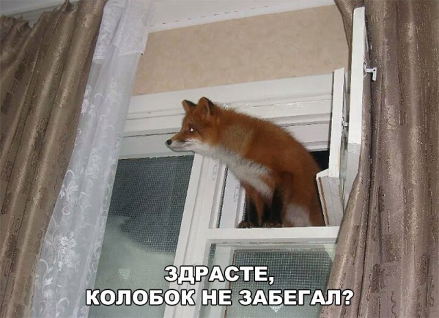 184 картинки для поднятия настроения!