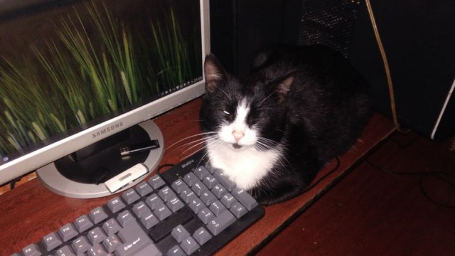 Котовторник  10.10.2017