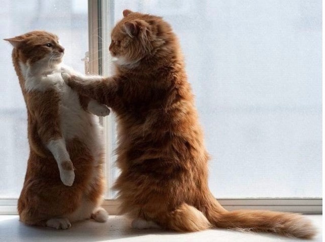 Коты и Кошки